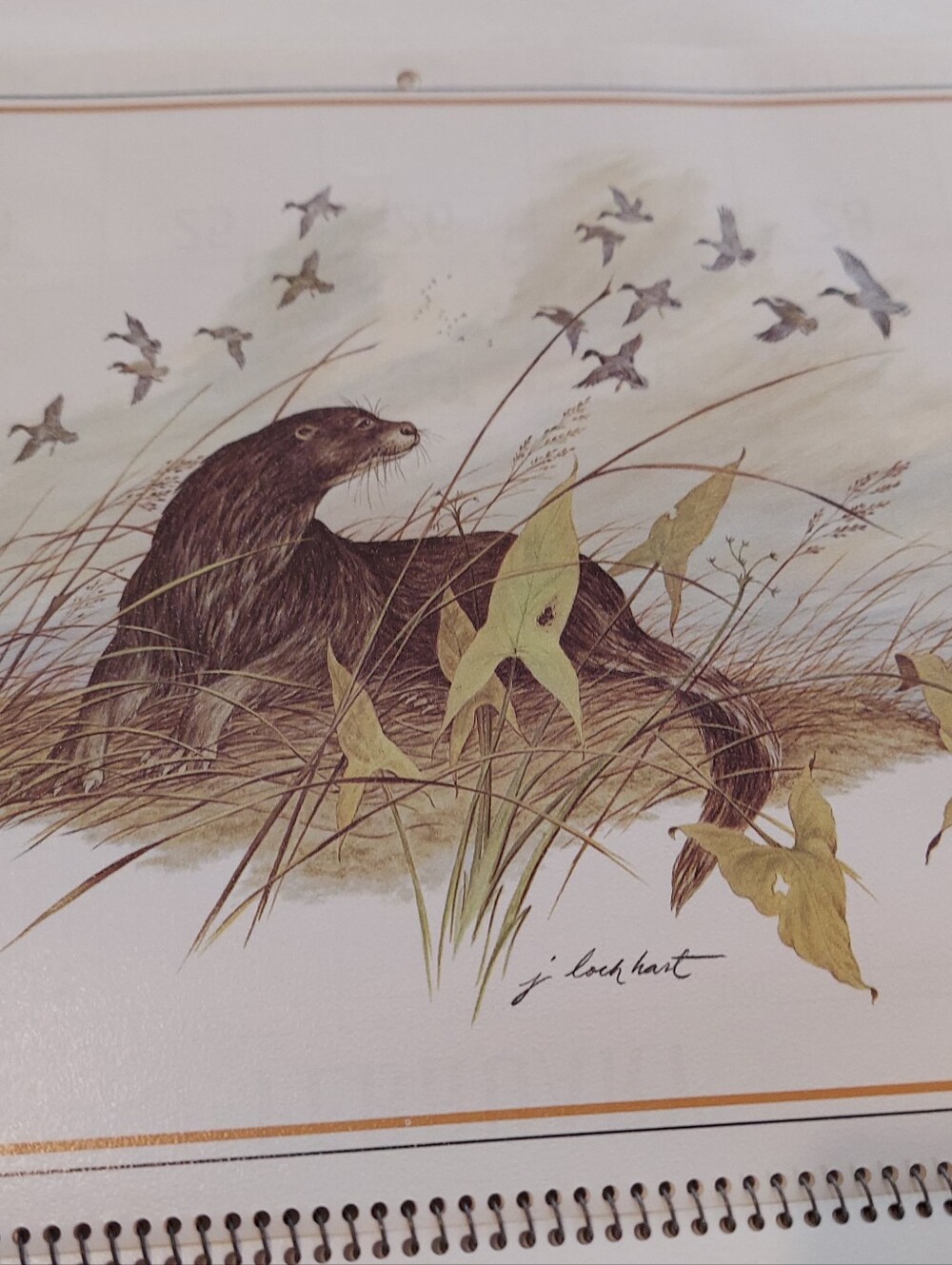 Vntg 1986 Wildlife Collection Callender, James Lockhart-Artist & Conservationist - Picture 15 of 16